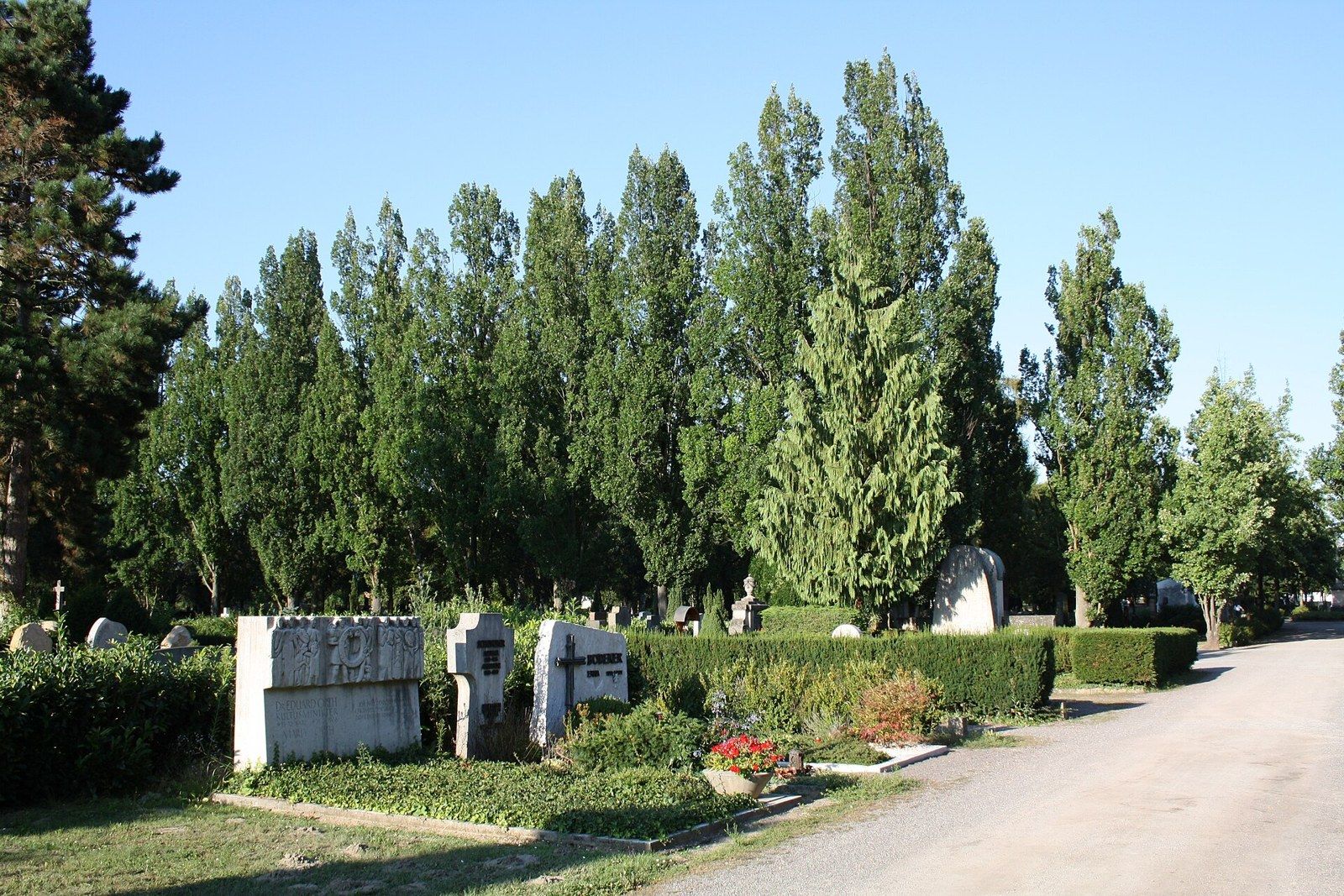 Allee auf dem Friedhof Speyer – Friedhof Speyer